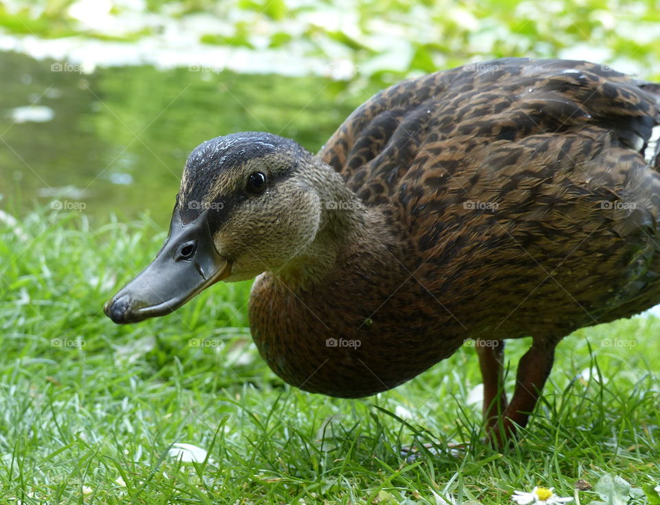 Mallard Duck By The Lake