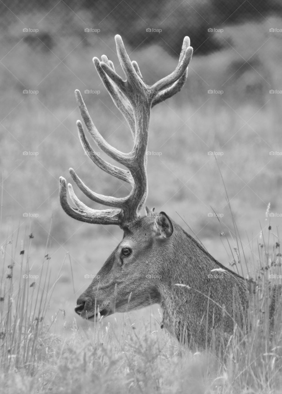 deer b/w