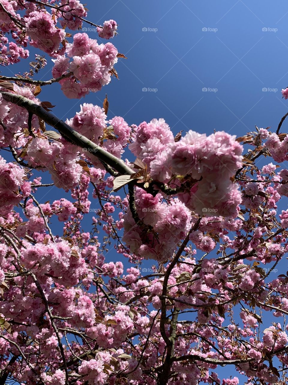 Cherry blossoms 