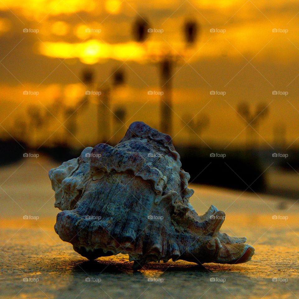 Sea shell vibes 
