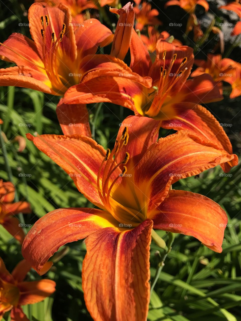 Nature, Flower, No Person, Lily, Summer