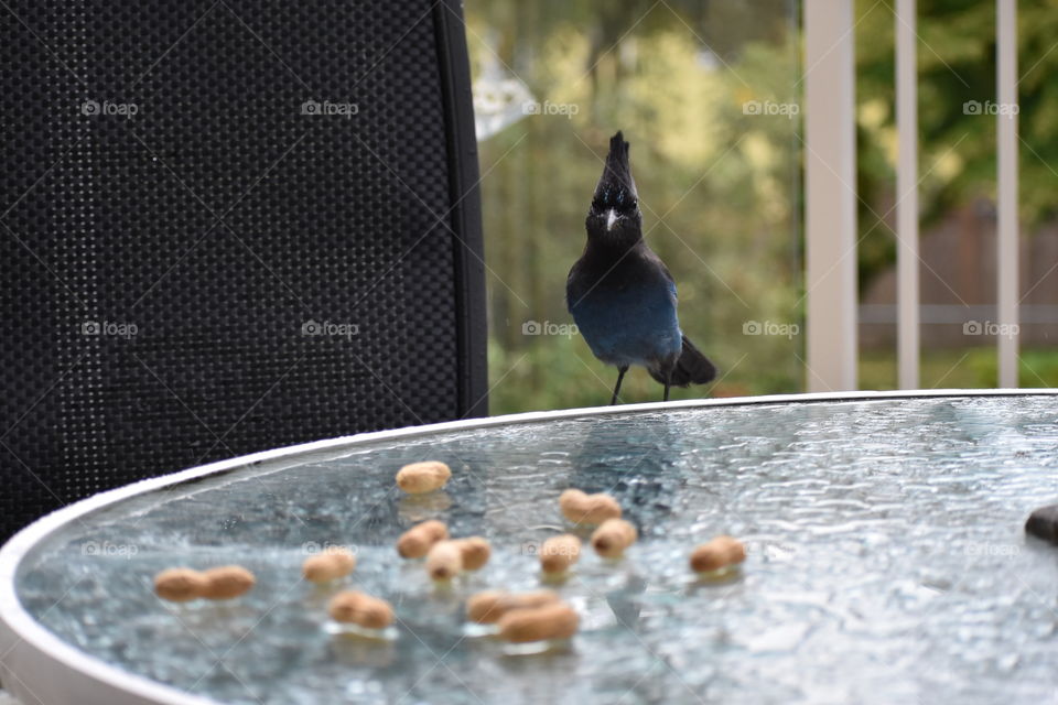 Blue Jay landing on our patio table to munch on some peanuts. 