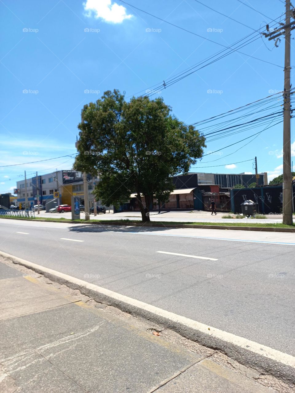 A importância  e, a beleza das árvores.  Além  da própria beleza, as árvores  têm funções  importantes  para o meio ambiente: Elas ajudam a manter a umidade do ar, diminuem a poluição  mantém o solo firme, dão sombras e servem de abrigo para pássaros