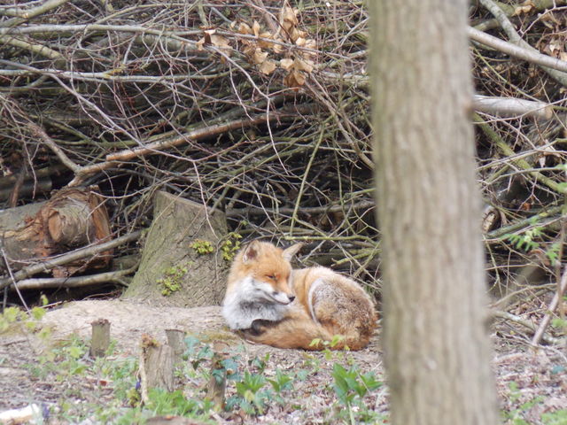 fox