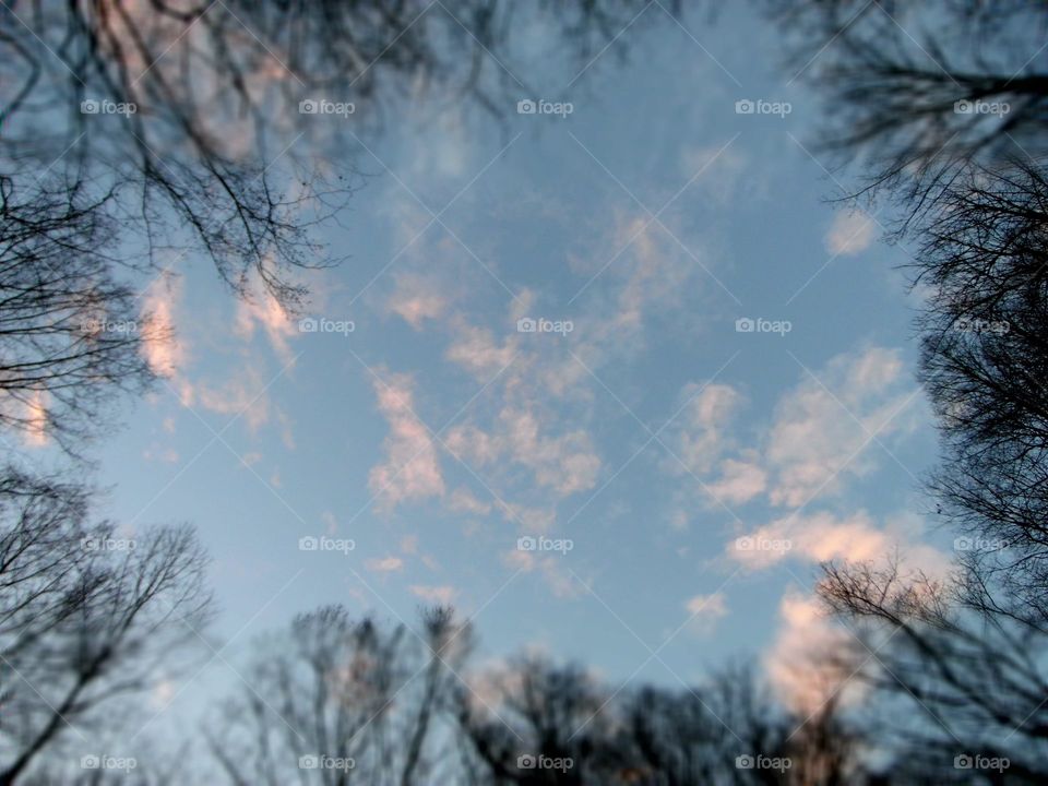 Bare trees framing the sky in winter.