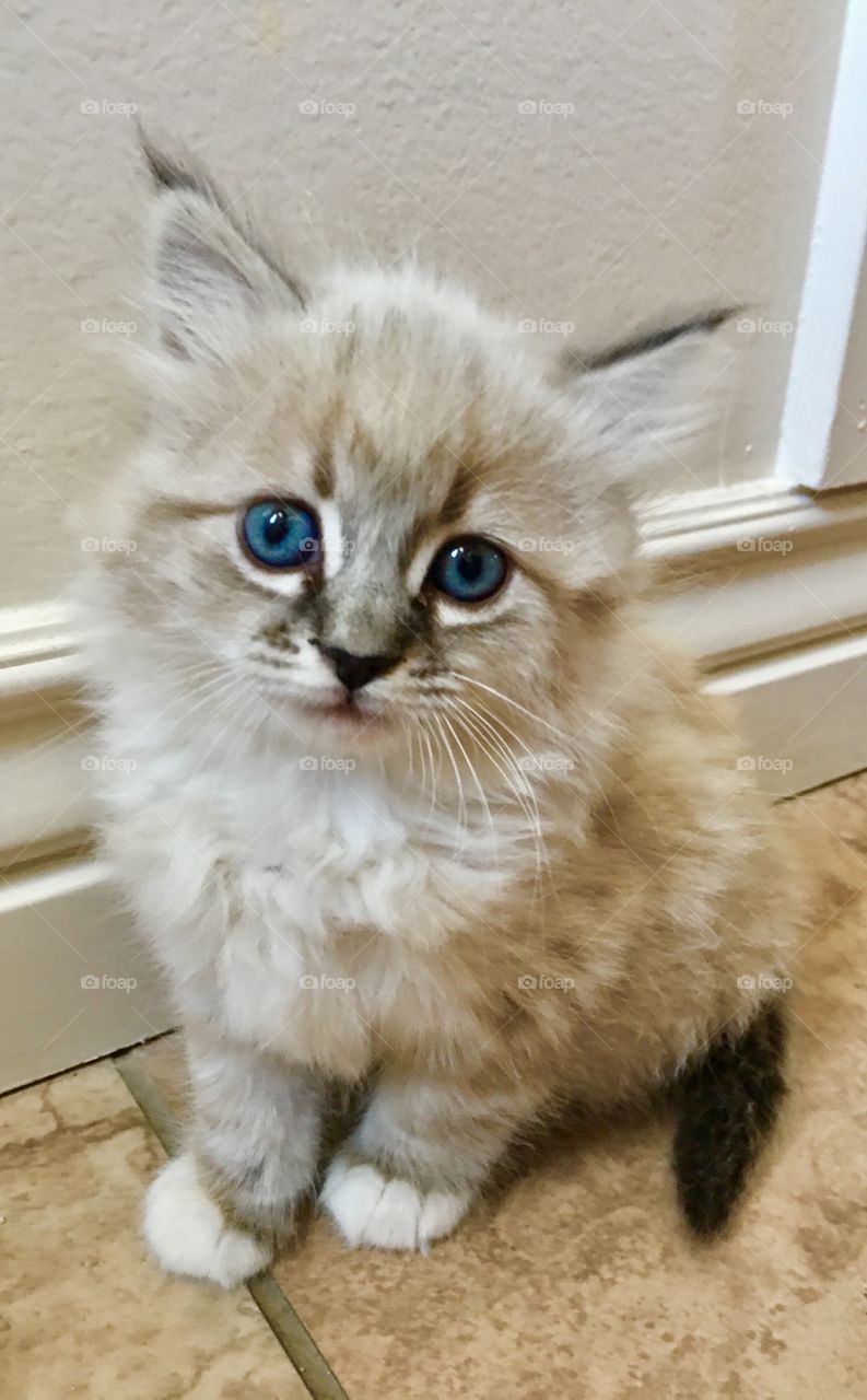 Blue eyes, kitty, cat, meow, soft sweet, cuddly, grey, long hair