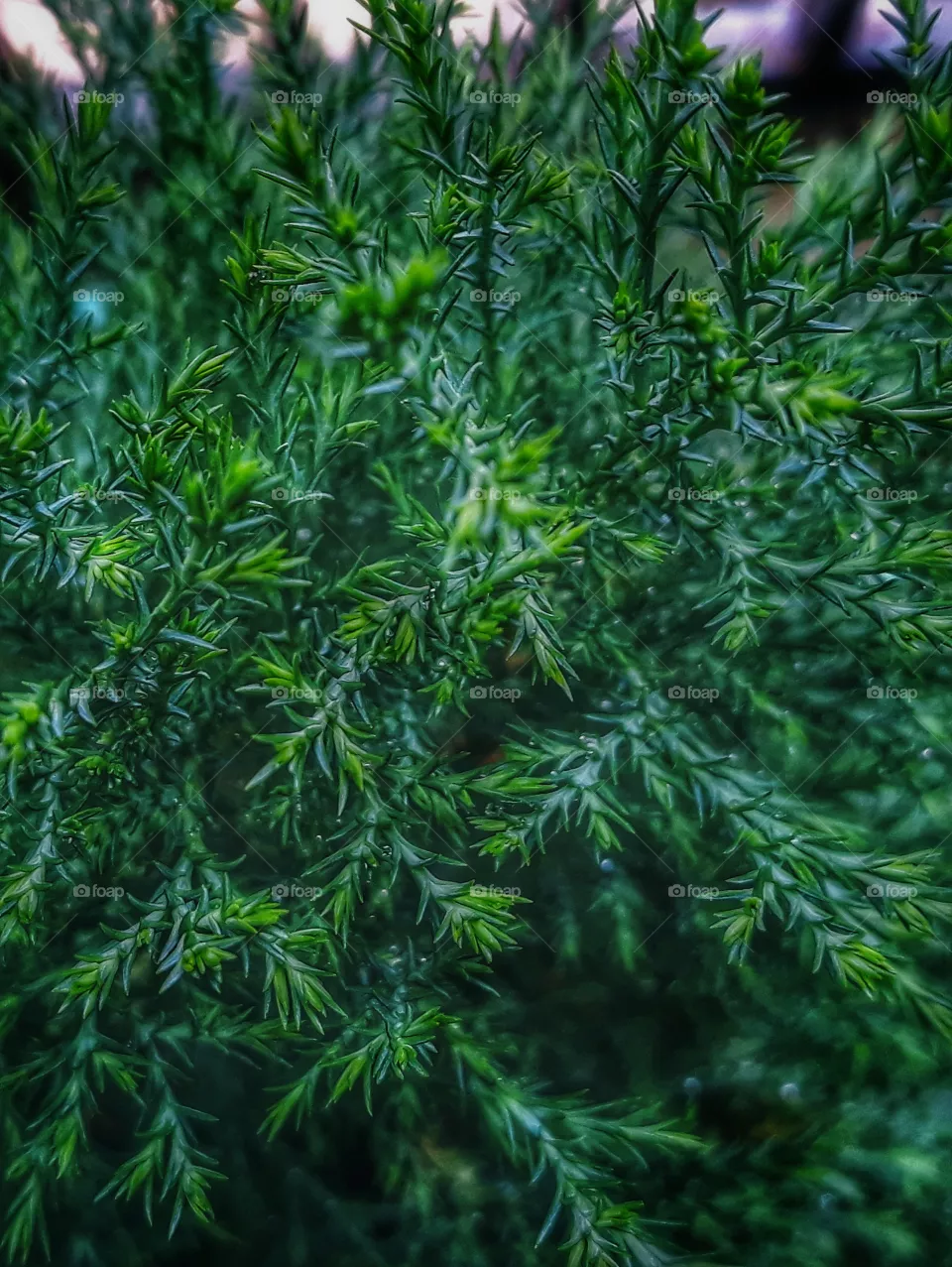 pines