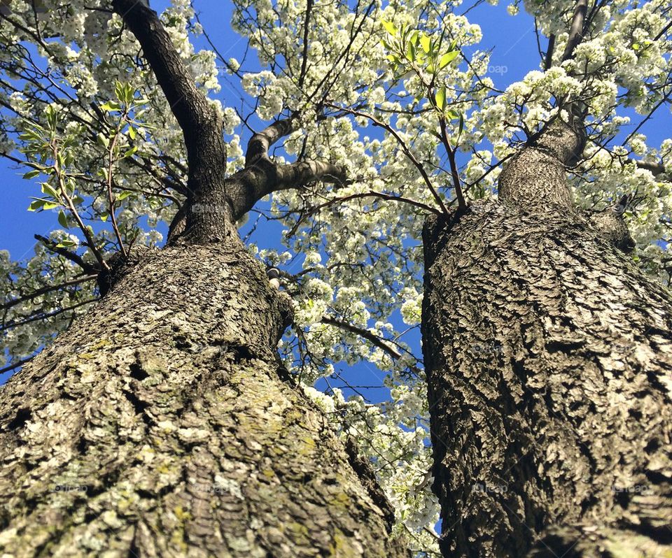 Tree twins