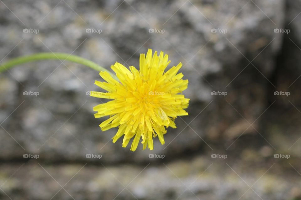Just a dandelion