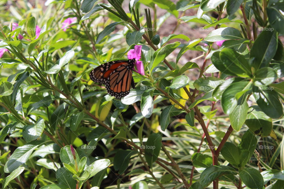 side angle butterfly