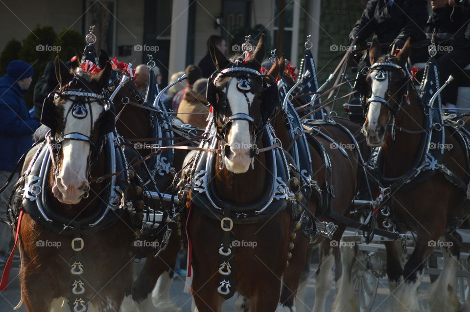 Horse carriage parade