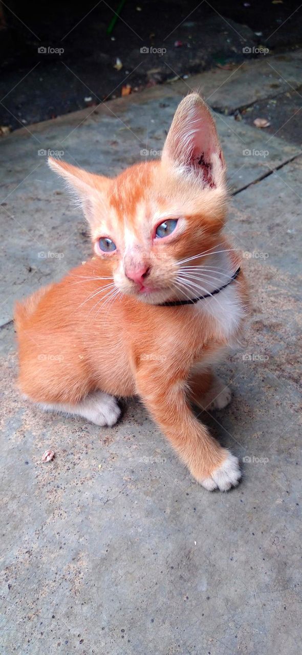 The cat's style is very cute, it makes you happy