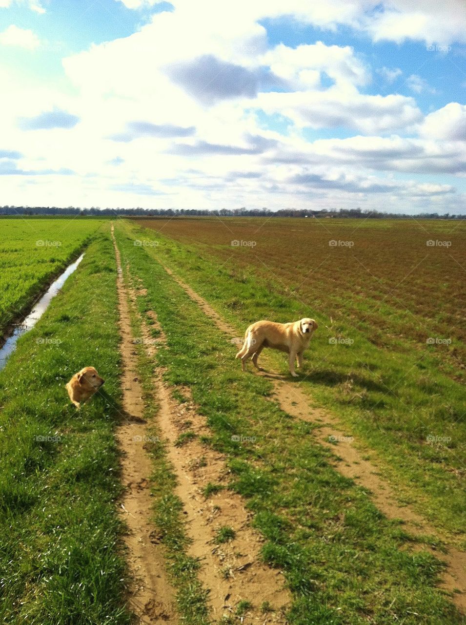 Dogs walking along a turn row 
