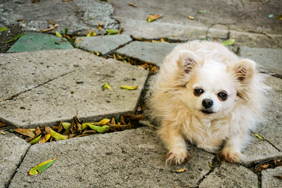 Chihuahua outside