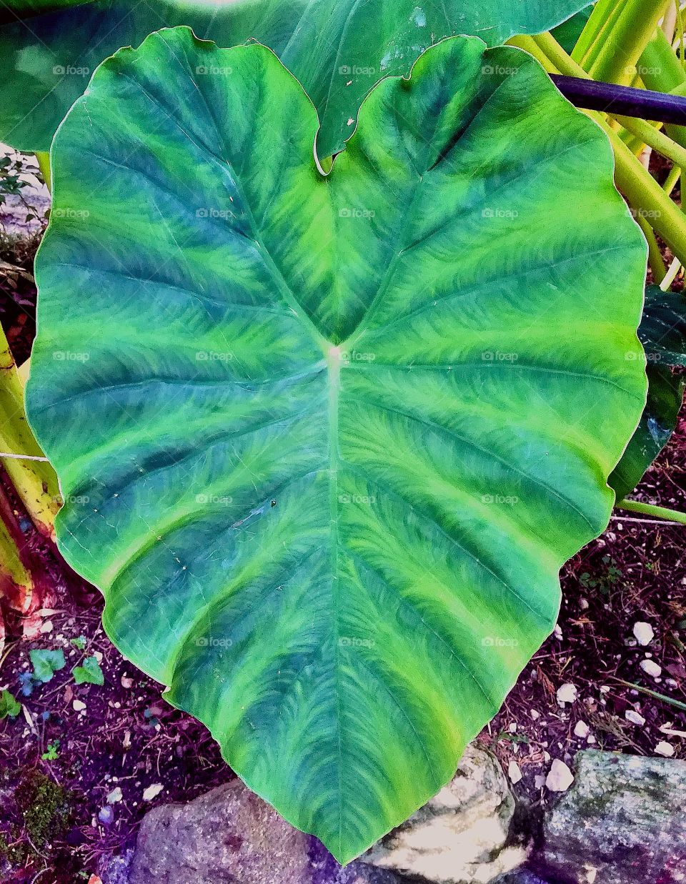 Heart-leafy