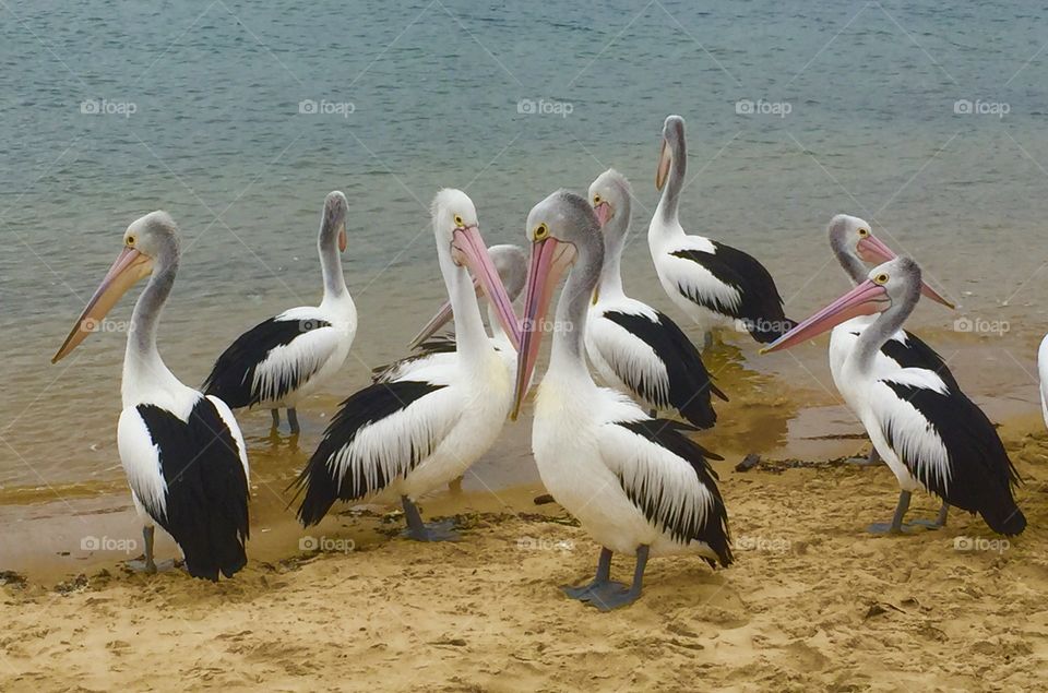 Pelicans waiting to be fed. 