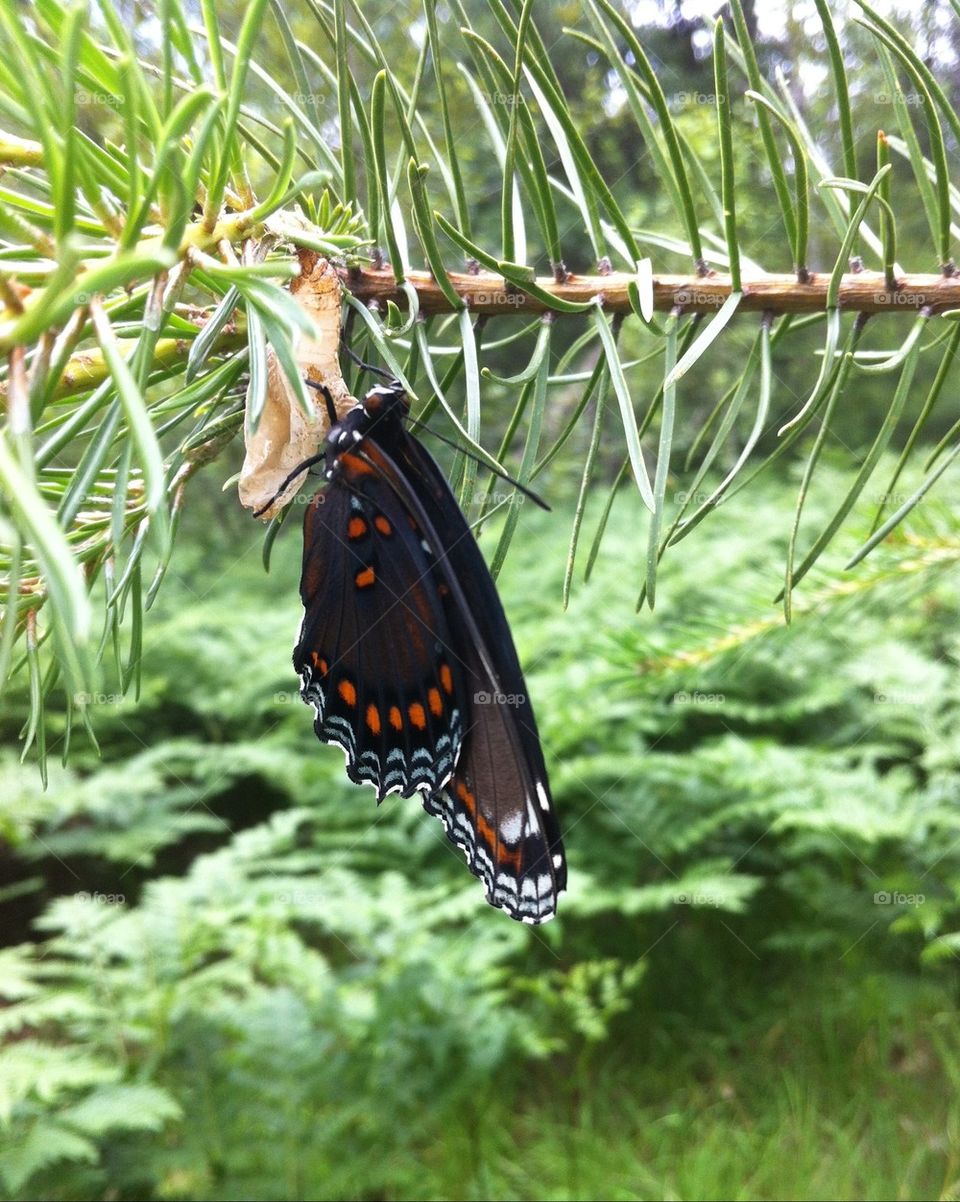 butterfly insect wildlife chrysalis by serenitykennedy