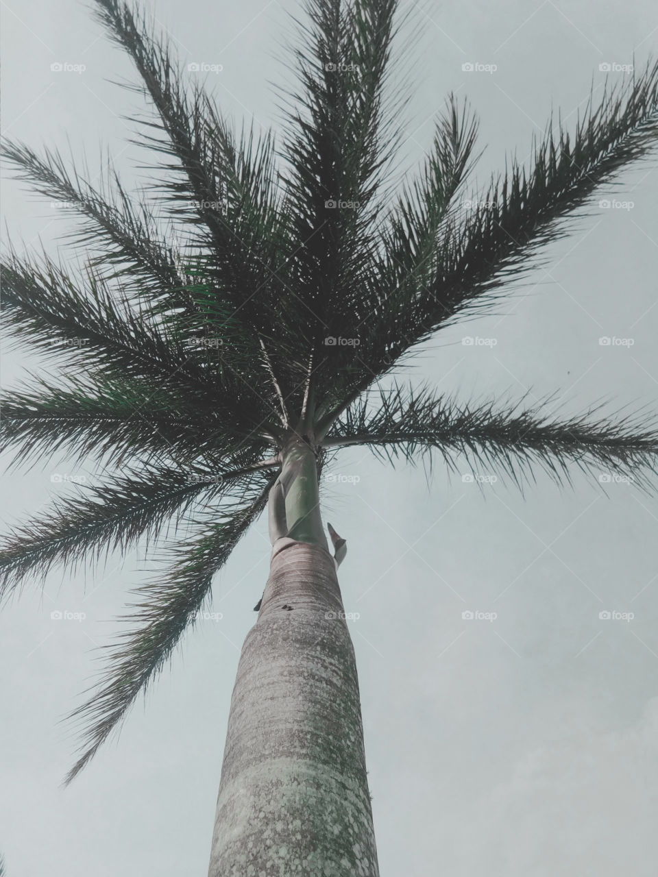 "It is the nature of the strong heart. that like  a palm tree it strives ever upwards when it is more burdened"