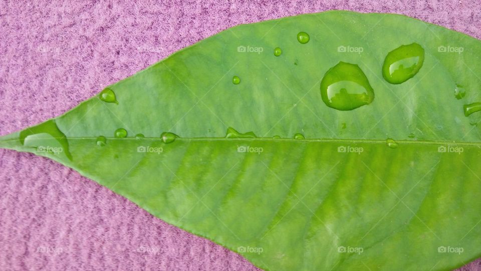 Beautiful rain drop on green leaf.