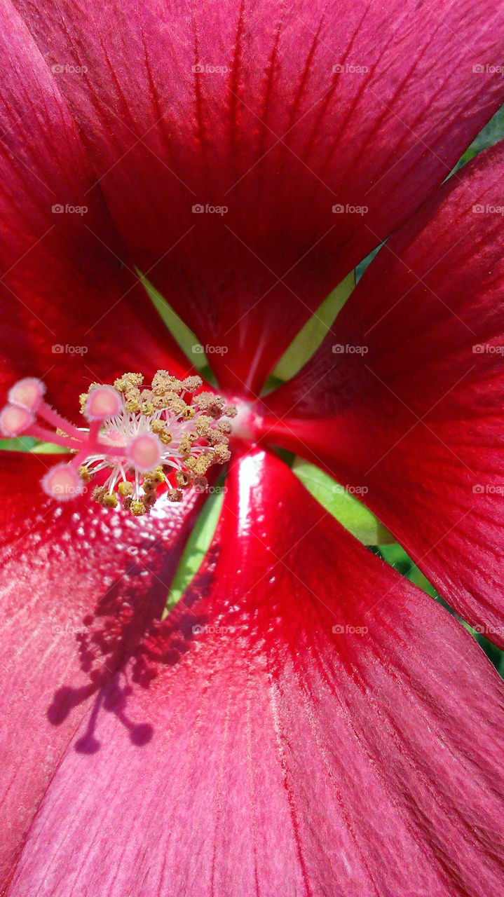 Red hibiscus flowers closeup macro