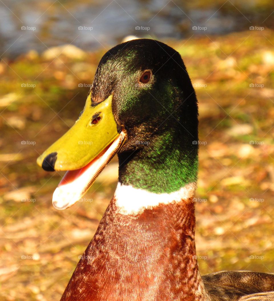 duck