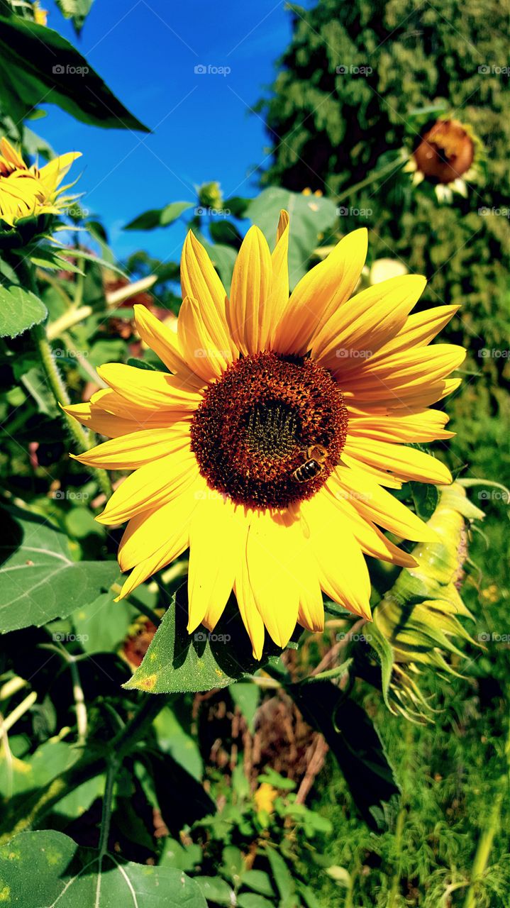 last greetings of summer 2015. sunflower