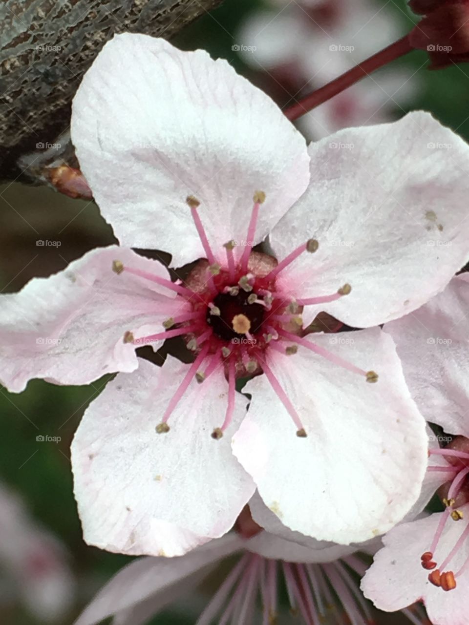 pink flower