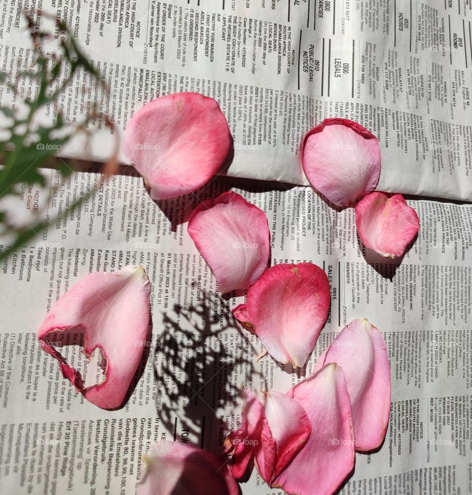 Rose petals on a newspaper with leaf shadow