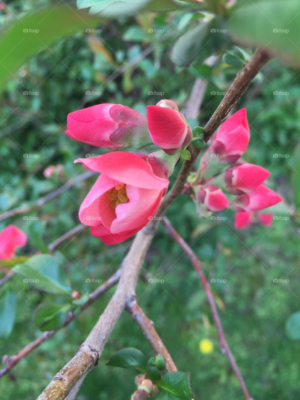 Floating on a Branch