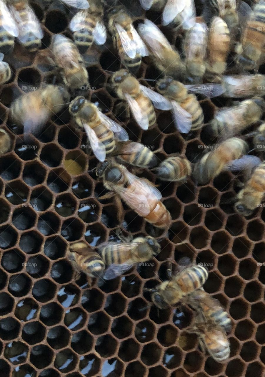 Beekeeping, grafting, queen rearing, queen, rearing, bees, honeybee, honeybees, brood, wax, comb, nectar, capped, eggs, larva, delicate, process, light, dark, frame, foundation, honey, queen, queen bee, nurse bees, foragers