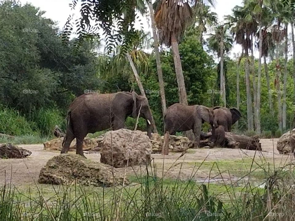 A herd of elephants make their way across the grassland at Animal Kingdom at the Walt Disney World Resort in Orlando, Florida.