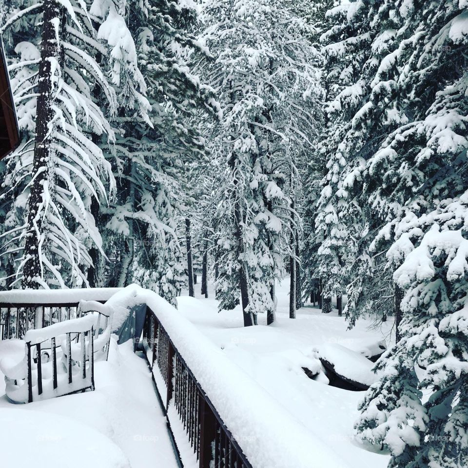The pine trees are heavy with snow right after a storm. 