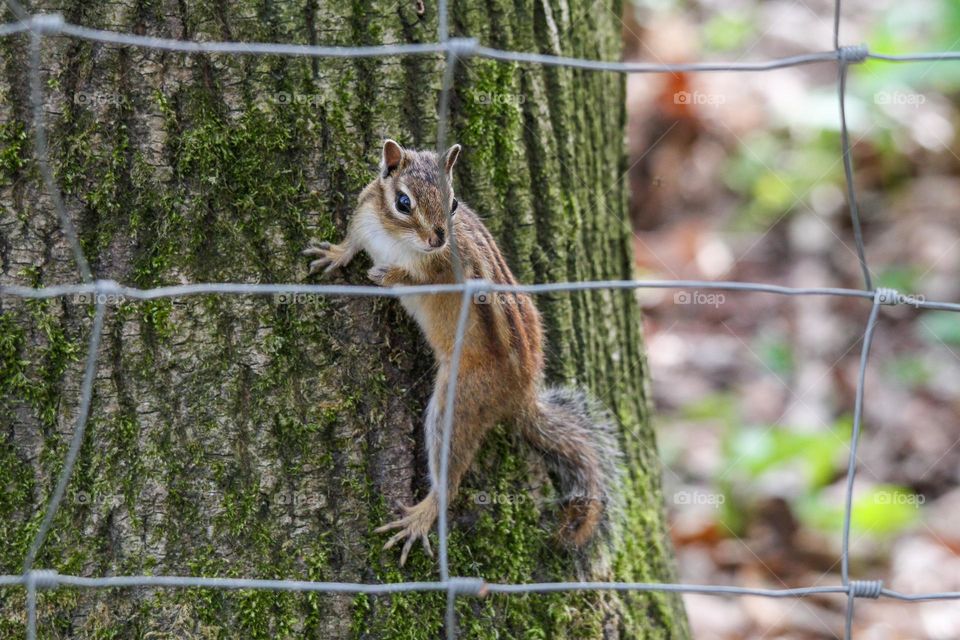 Chipmunk spot on a tree during a hike in the forest