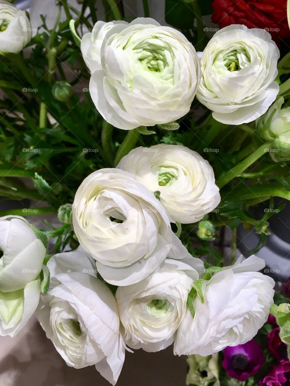 ranunculus flower 