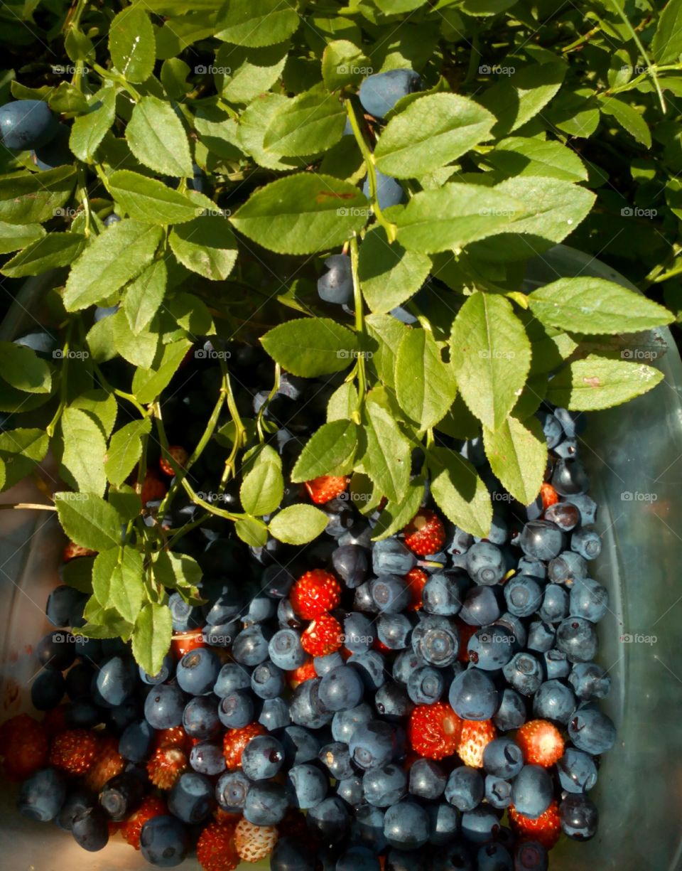 Fruit, Leaf, Berry, Nature, No Person