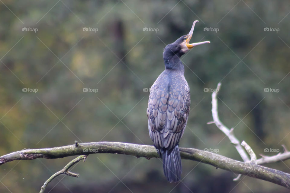 Cormorant, beack wide open!