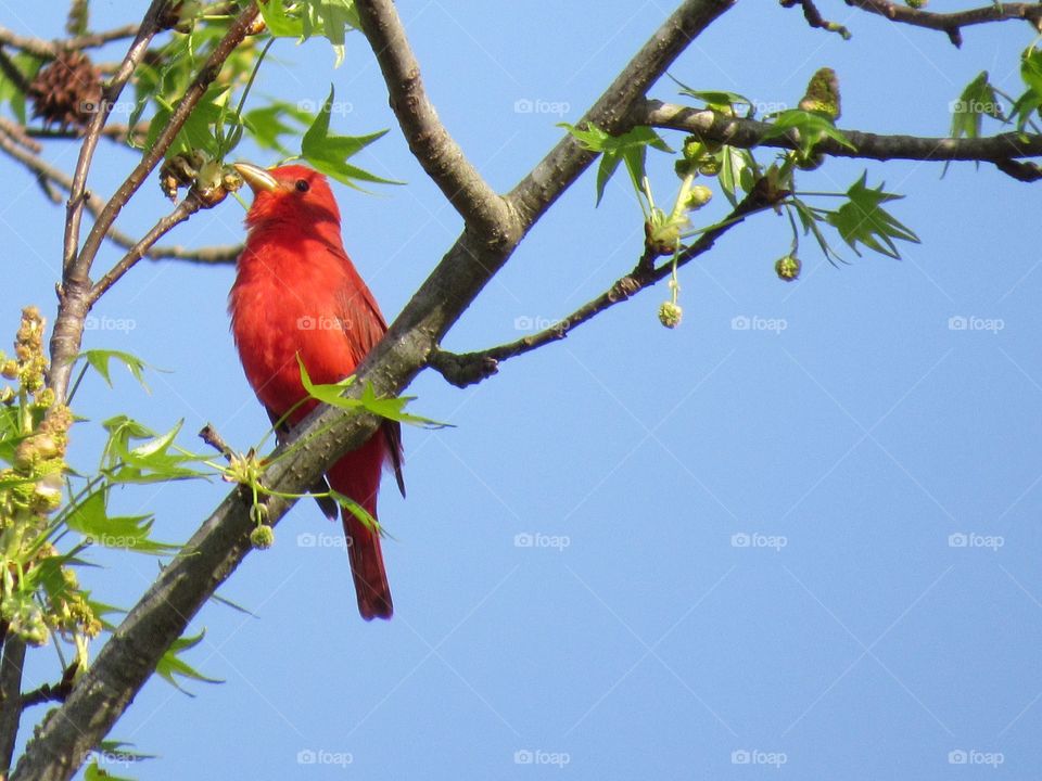 Male summer Tanager in a sweet gum tree