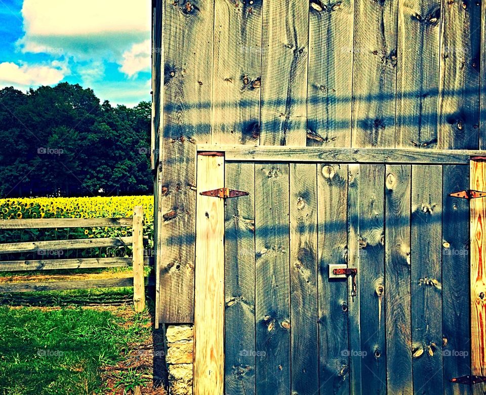 Barn and flowers 