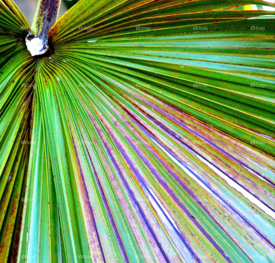 closeup of green palmetto leaf.