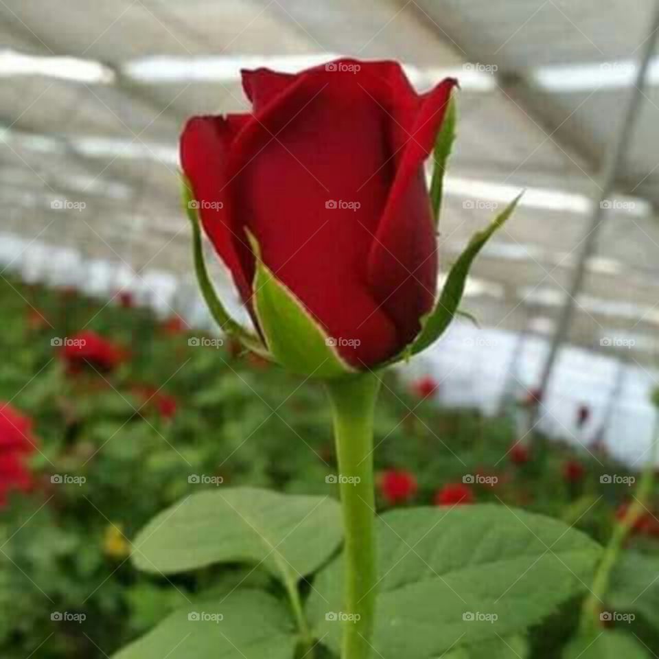 Beauty of reed rose.
