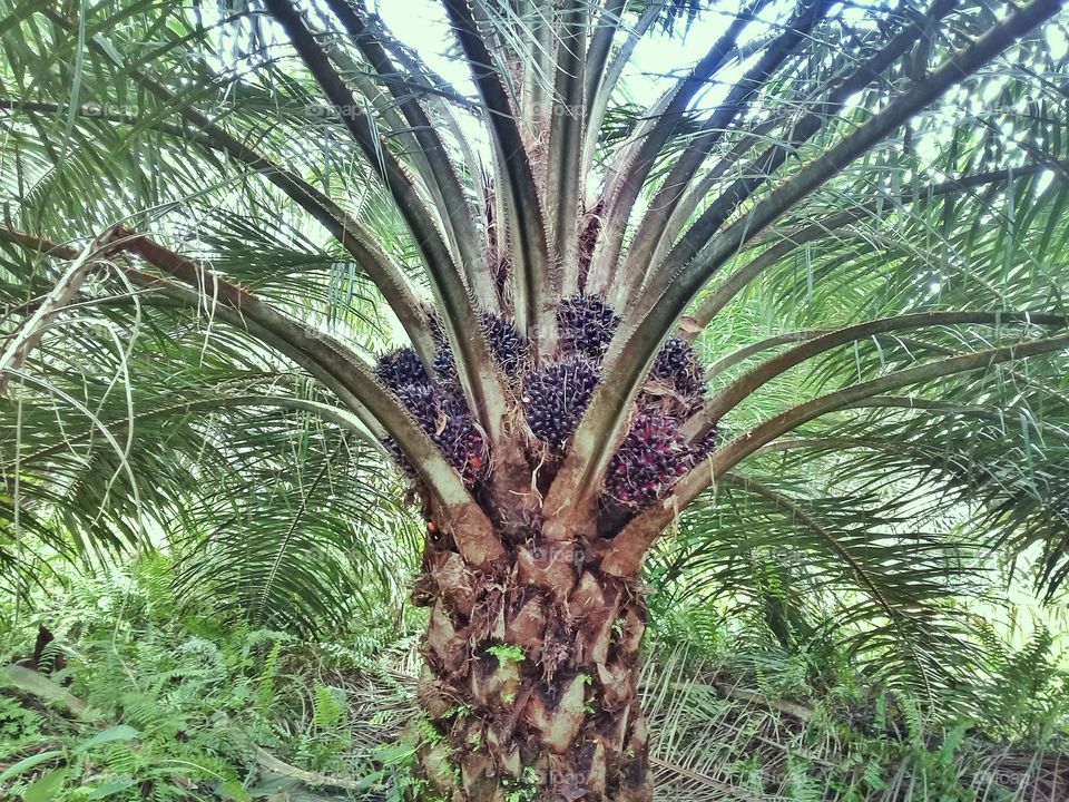 tree palm oil on Kalimantan Indonesia