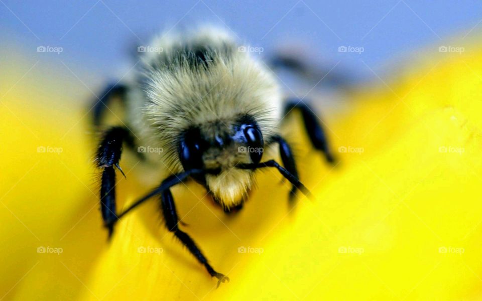 Close-up of a Bumblebee . This beauty was spotted on a lovely yellow flower. 