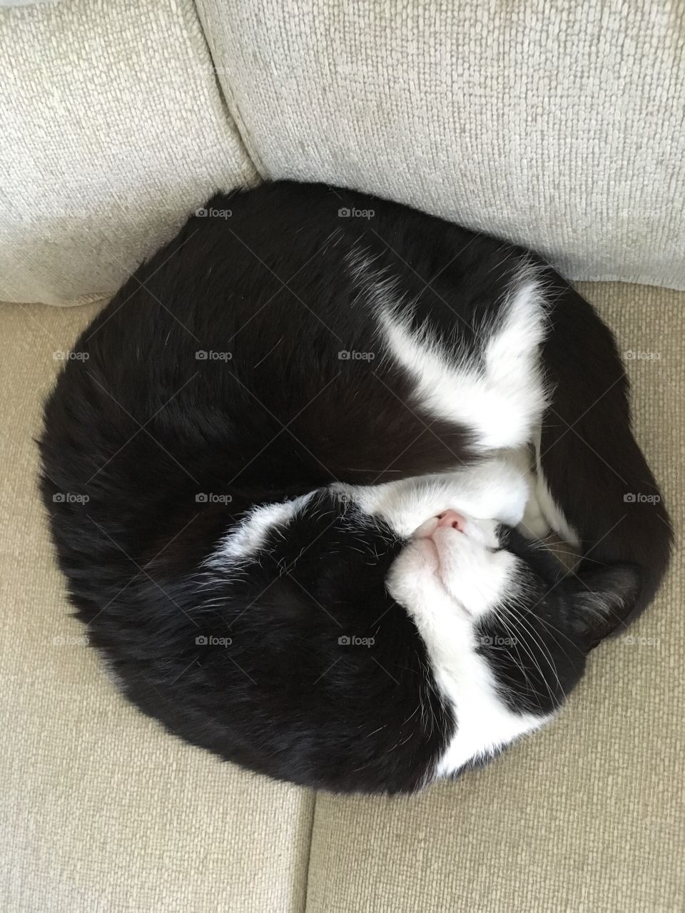Sleeping cat like a ball.