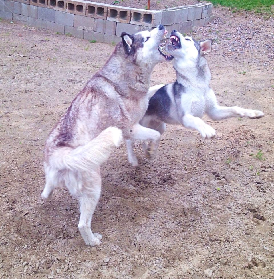 Huskies playing in action
