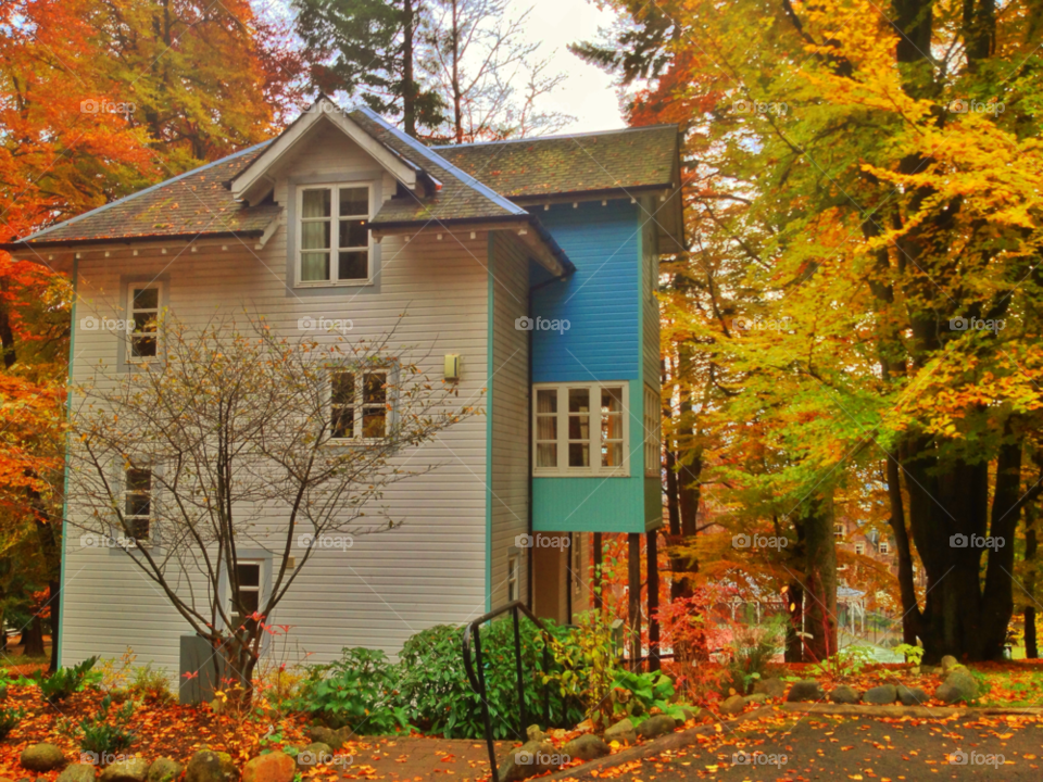 trees forest autumn chalet by plowleft01