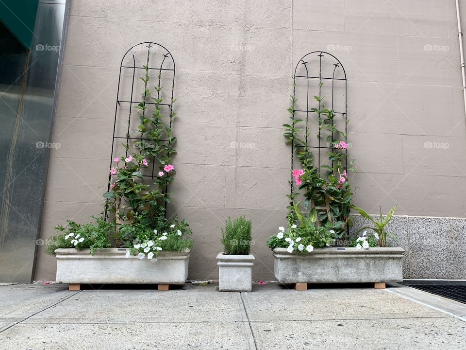 Beautiful variety of flowers blossoms outdoor garden, outside the building. Summer.