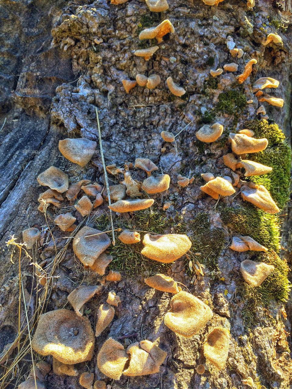 Just some fungus