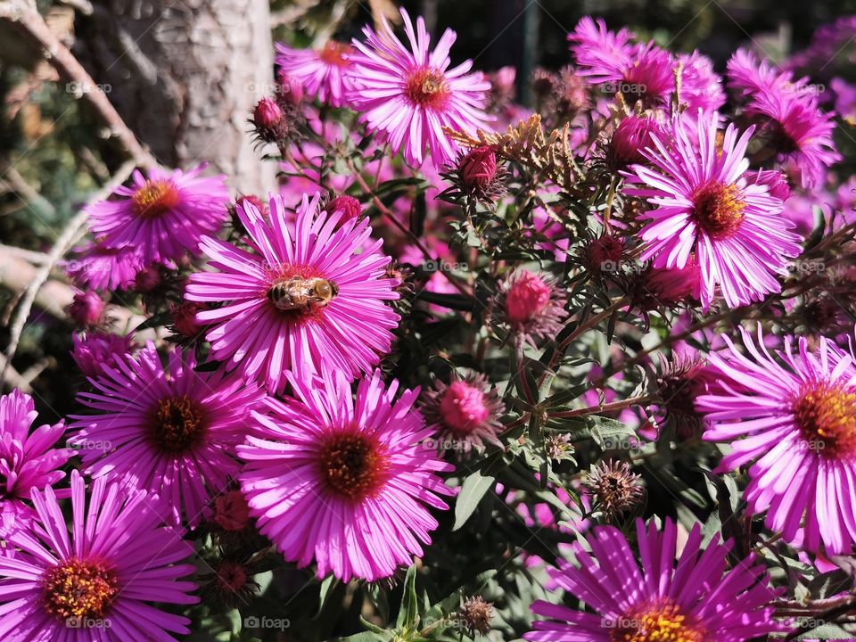 Herbstastern mit Biene