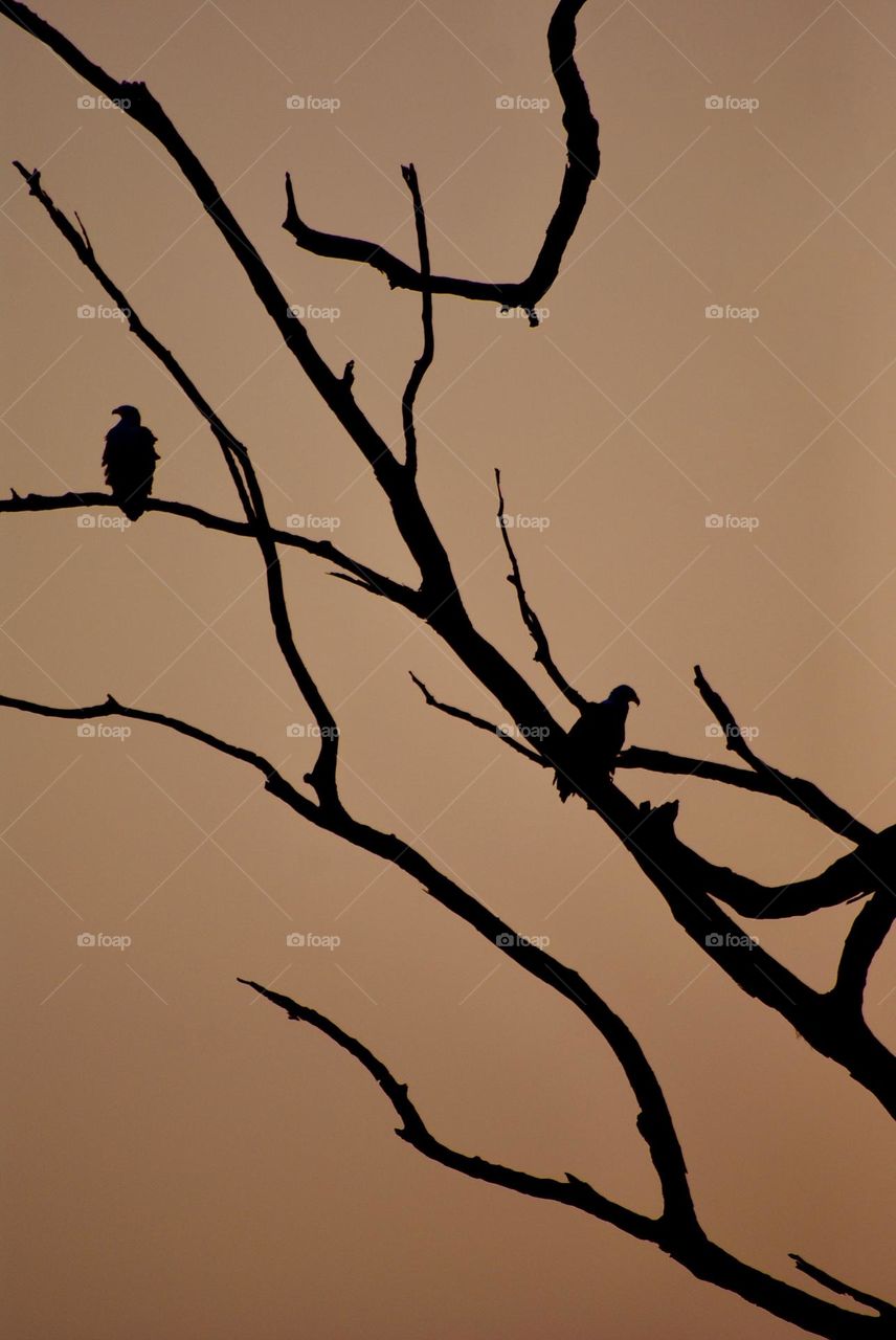 Two fish eagles silhouetted at sunset 