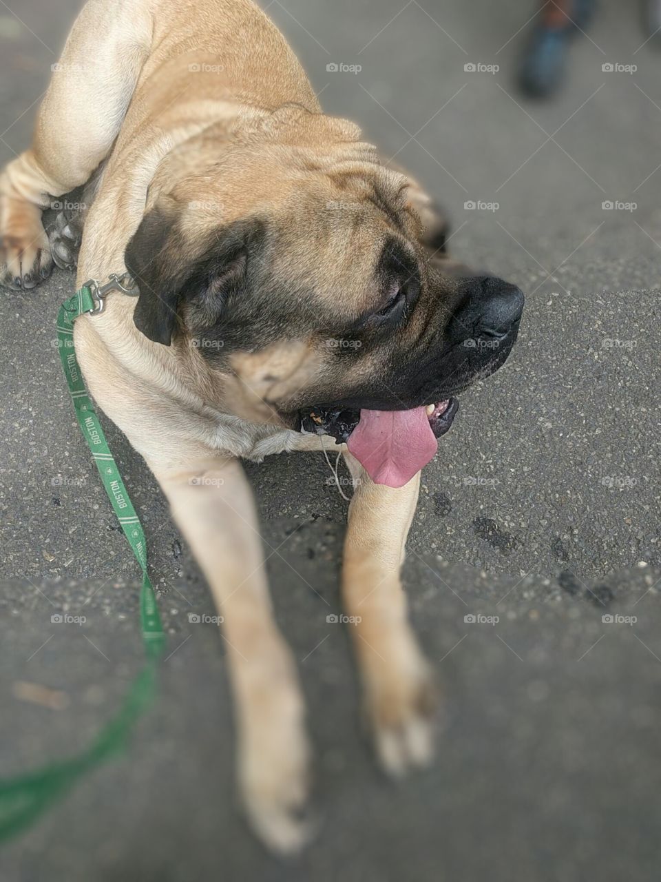 English Bull Mastiff